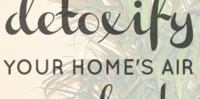Top 30 Plants To Detox Your Home!