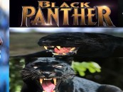 Im Cheerin 4 Cam ‘Huey P’ Newton, The Black Panther, Cause Im Black Too, Deal With It SnowPokes!