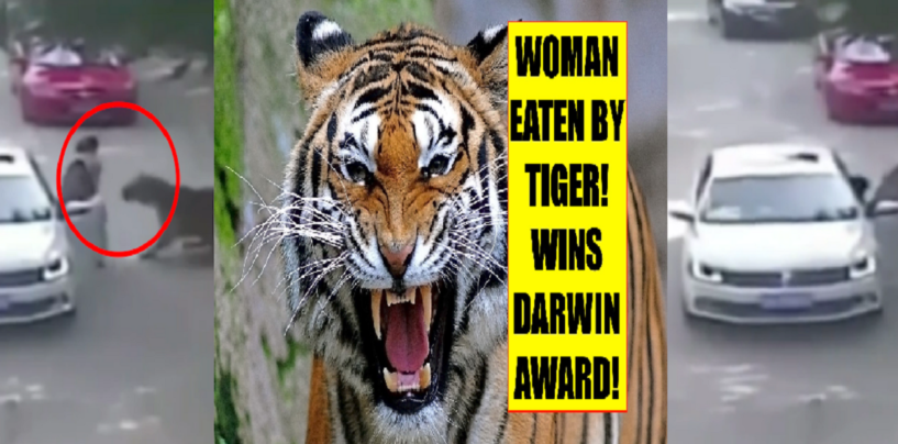 Women Get Mauled  Killed By Tiger While Trying To Assault Husband At Zoo! (Video)