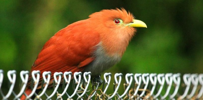 ATW Cuckoo Bird Takes Phone Calls & Rewrites History! Evidence For Later! (Video)