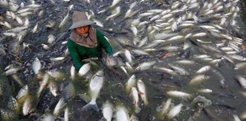 Beware, Tilapia Imported From China Is Raised On Feces!  You Gotta Read How The FDA Defends Letting Americans Consume This!