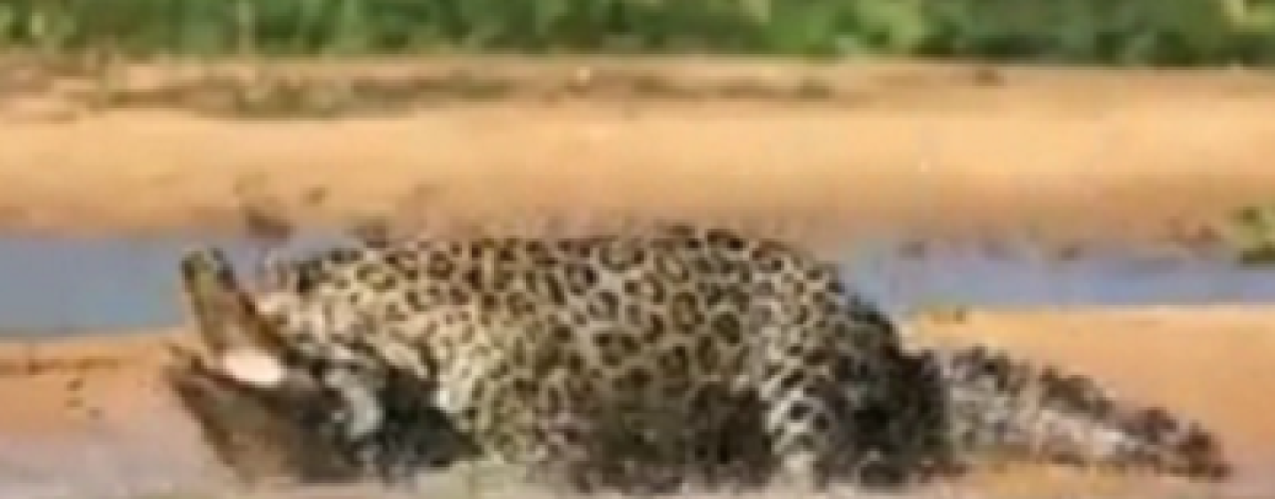 Jaguar Attacks And Eats A Crocodile In The Water To The ...