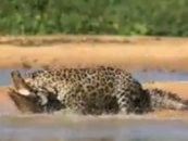 Jaguar Attacks And Eats A Crocodile In The Water To The Amazement Of Onlookers! You Gotta See This! (Video)
