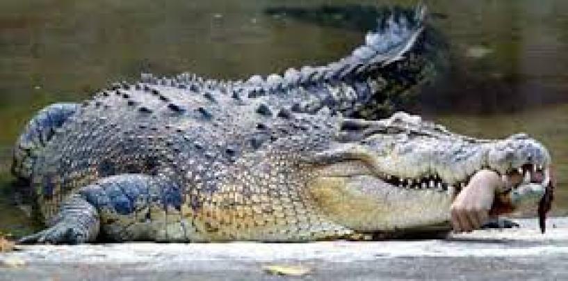 Man Eaten Alive By Crocodile In Front Of His Family, Police Later Find His Remains Inside Of The Animal! (Video)