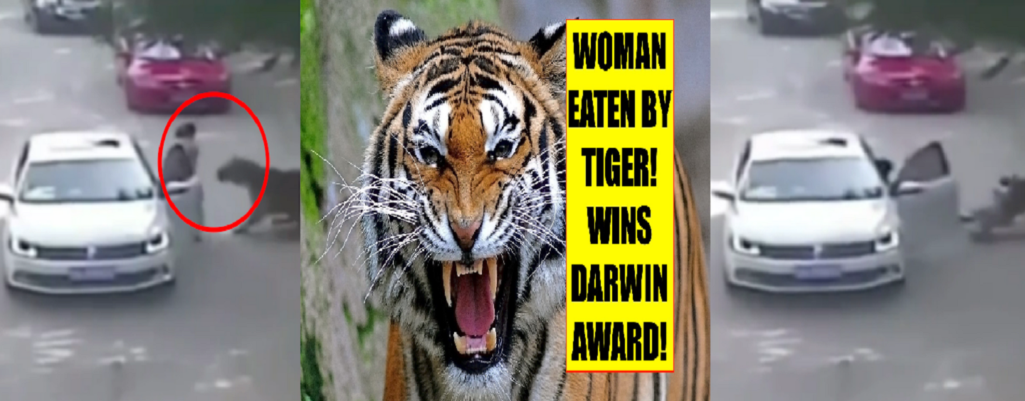 Women Get Mauled  Killed By Tiger While Trying To Assault Husband At Zoo! (Video)