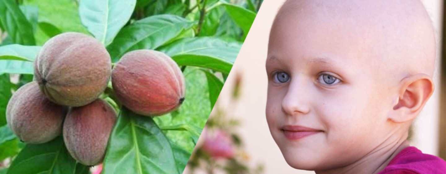 Exciting Breakthrough!! Australian Fruit Extract Has Been Found To Fight & Destroy Cancer In 48 Hours! (Video)