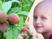 Exciting Breakthrough!! Australian Fruit Extract Has Been Found To Fight & Destroy Cancer In 48 Hours! (Video)