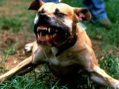 Pit Bull Owner Faces Manslaughter Charges After Dog Mauls Boy To Death But Were The Parents At Fault? (Video)