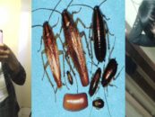 Manly Sounding Black Chick Tells The World How She Trained Her House Roaches! #iShitUNot!