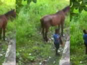 The Moment The World Saw A Black Woman Shave A Horse’s Tail To Wear Its Hair! #iShitUNot (Video)