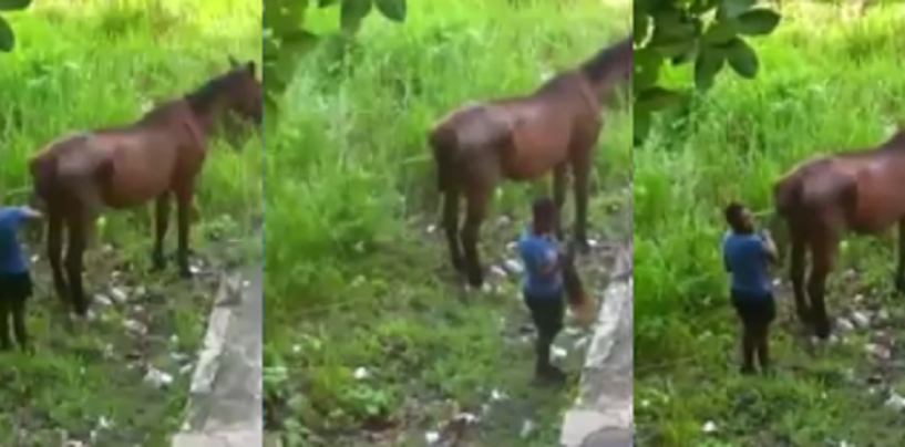The Moment The World Saw A Black Woman Shave A Horse’s Tail To Wear Its Hair! #iShitUNot (Video)