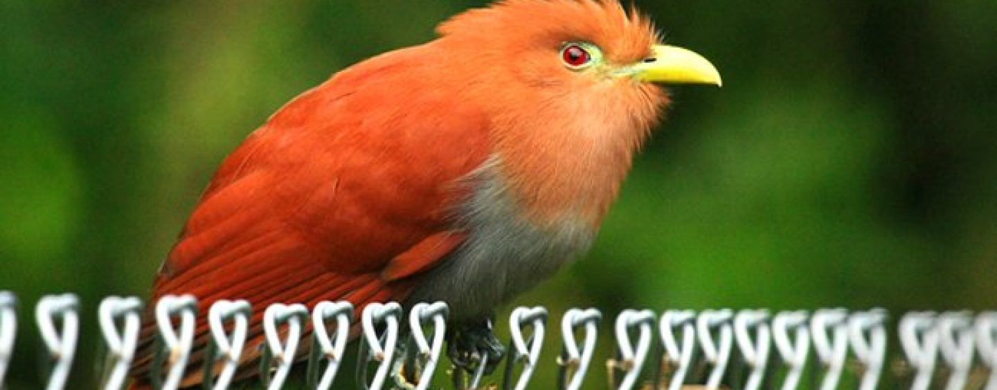 ATW Cuckoo Bird Takes Phone Calls & Rewrites History! Evidence For Later! (Video)