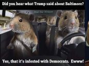 During Interview Where People Try To Downplay Presidents Baltimore Comments A Huge Rat Appears! LOL (Video)