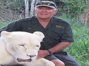 White Man Finds Out The Hard Way That These White Tigers Are Not His Friend! (Video)